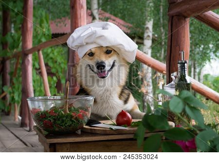Dog Welsh Corgi Pembroke Is An Admirer Of Italian Food, Prepared A Salad Of Tomato, Arugula, Walnuts