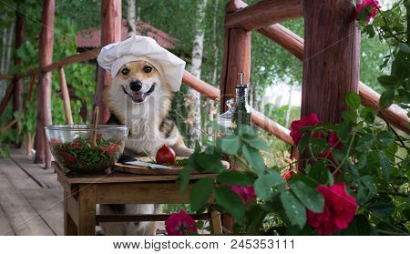 Dog Welsh Corgi Pembroke Is An Admirer Of Italian Food, Prepared A Salad Of Tomato, Arugula, Walnuts