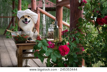 Dog Welsh Corgi Pembroke Is An Admirer Of Italian Food, Prepared A Salad Of Tomato, Arugula, Walnuts