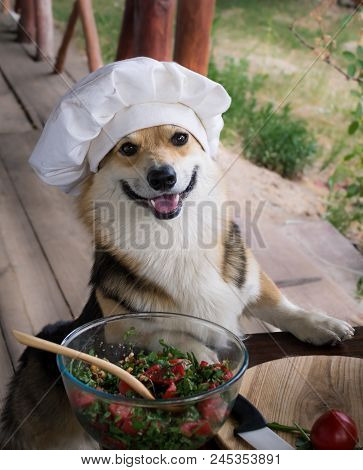 Dog Welsh Corgi Pembroke Is An Admirer Of Italian Food, Prepared A Salad Of Tomato, Arugula, Walnuts
