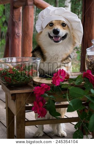 Dog Welsh Corgi Pembroke Is An Admirer Of Italian Food, Prepared A Salad Of Tomato, Arugula, Walnuts