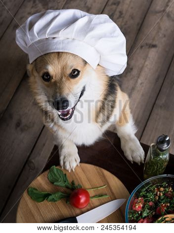 Dog Welsh Corgi Pembroke Is An Admirer Of Italian Food, Prepared A Salad Of Tomato, Arugula, Walnuts