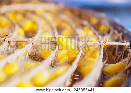Yellow Cocoon. The Species Is From Thailand.