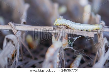 Silk worms from Thailand can be cooked.