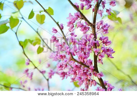 Pink Flowers Of Cercis Canadian In The Spring Garden. Tree Of Lilac Cercis Canadian.