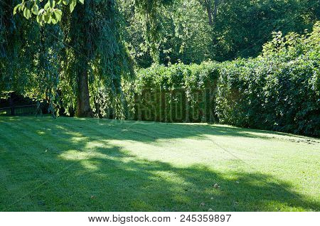 Fresh Newly Trimmed Lawn Surrounded By Trees In A Summer Sunlit Garden, Sweden.