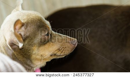 Little Pinscher Ratter Prazsky Krysarik Purebreed Small Dog Sitting Relaxing And Chilling On Sofa Co