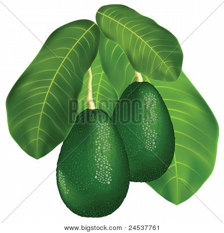 Avocados auf einem Zweig mit BlÃ¤ttern.