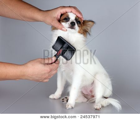 Papillon hvalp