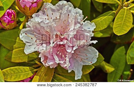 Rhododendron Plants In Bloom With Flowers Of Different Colors. Azalea Bushes In The Park With Differ
