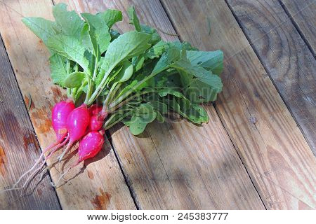 Fresh Aromatic Juicy Ripe Vegetables Radish And Juicy Greens Parsley Dill Pepper Bay Leaf Layout Pat