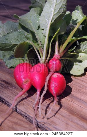 Fresh Aromatic Juicy Ripe Vegetables Radish And Juicy Greens Parsley Dill Pepper Bay Leaf Layout Pat