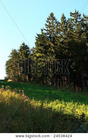 Bayerischer Wald