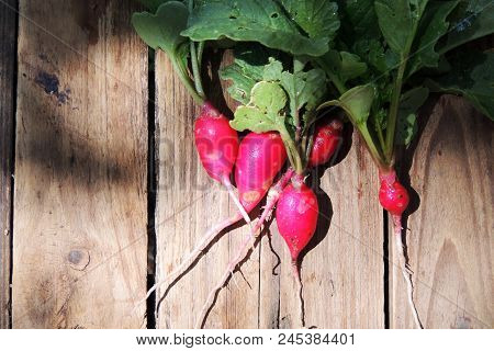 Fresh Aromatic Juicy Ripe Vegetables Radish And Juicy Greens Parsley Dill Pepper Bay Leaf Layout Pat