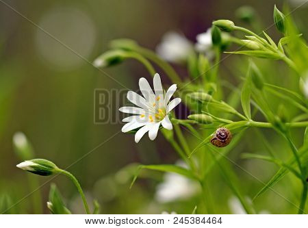 Little Brown Snail On White Flowers Of Stellate With Yellow Stamens In Green Spring Grass