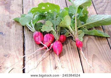 Fresh Aromatic Juicy Ripe Vegetables Radish And Juicy Greens Parsley Dill Pepper Bay Leaf Layout Pat