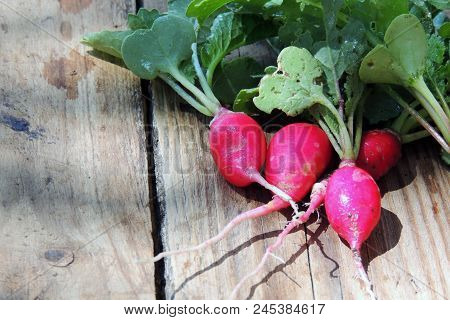 Fresh Aromatic Juicy Ripe Vegetables Radish And Juicy Greens Parsley Dill Pepper Bay Leaf Layout Pat