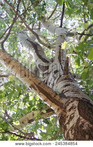 Treetops In A Beech Forest With A Dead Tree