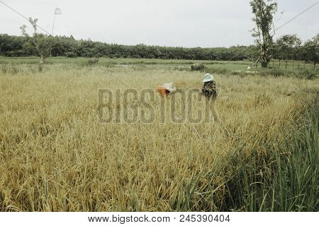 14 / May / 2018, Farmers Are Harvesting, Kuan Khanun District, Phatthalung Province, Thailand