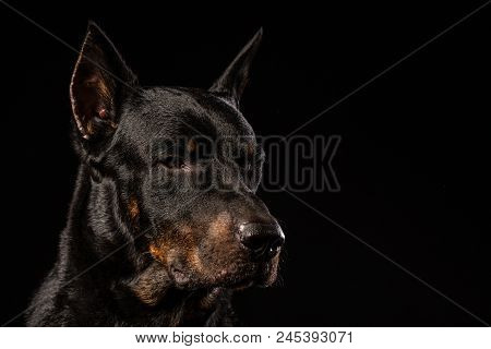 Portrait Of Doberman Pinscher Against Black Background Front View