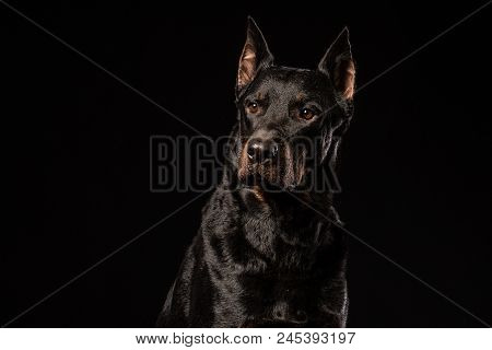 Portrait Of Doberman Pinscher Against Black Background Front View