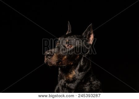 Portrait Of Doberman Pinscher Against Black Background Front View