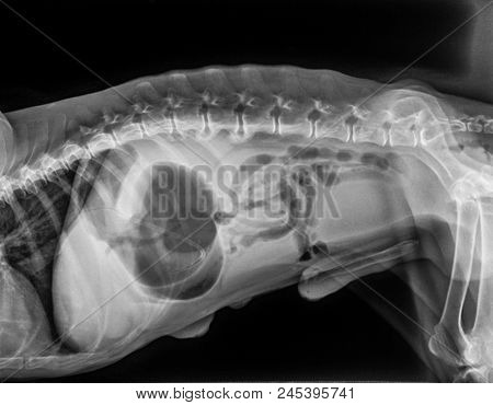 X-ray Of Dog Lateral View With Gastric dilatation Volvulus 
