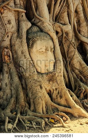 A Stone Head Of Buddha In Wat Prha Mahathat Temple