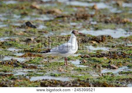 Black Headed Gull At Lepe Beach With The Tide Going Out