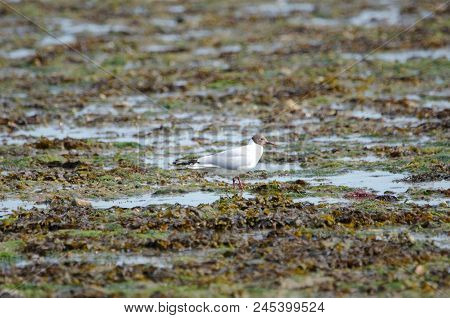 Black Headed Gull On Lepe Beach , English South Coast