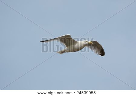 Herring Gull Flying Over The Beach At Lepe, English South Coast