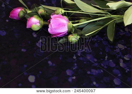 Beautiful Pink Flowers And Buds Of Peonies Surrounded By Green Leaves On A Black Background.