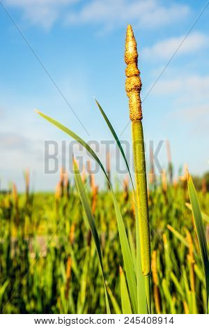 Mature Male Flower Spike Of Typha Latifolia; The Immature 
Female Flower Spike Beneath Is Still Gree