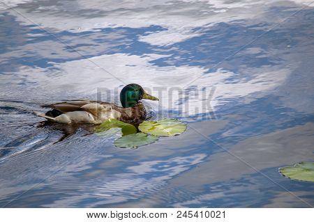 The Male Mallard (anas Platyrhynchos) Swimming On A Lake.