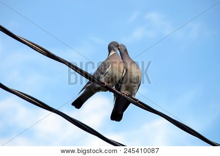 Columba Palumbus (common Wood Pigeon) Give A Kiss To Another