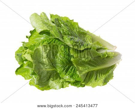 Leaves Of Romaine Salad In Petty Bunch. High Resolution Photo.