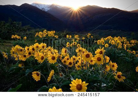 Arnica Meadows At Sunrise. Balsamroot Sun Flowers Lit By Rising Sun In Cascade Mountains Near Winthr