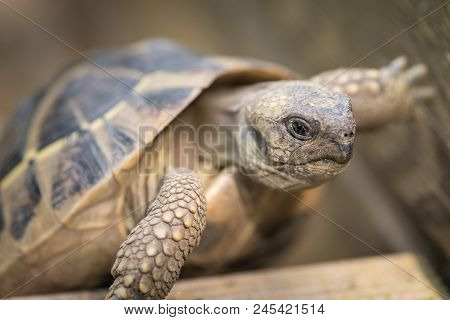 Portrait Of A Tortoise (testudo Hermanni Boettgeri) Climbing On A Piece Of Wood