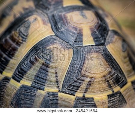 Details Of The Shell Of A Tortoise (testudo Hermanni Boettgeri)