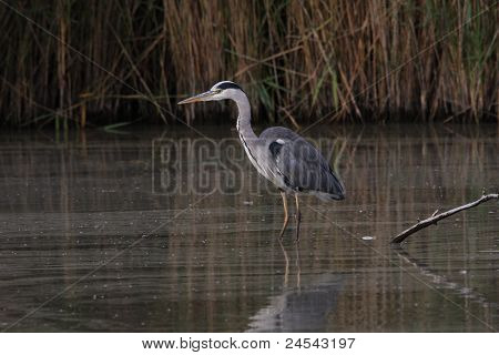 Reiger