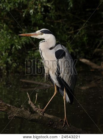 Reiger