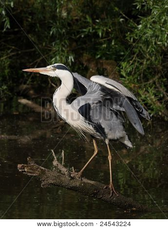 Reiger