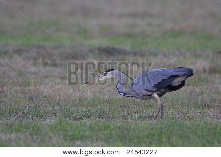 Reiger