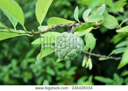 Sugar Apple Tree Or Custard Apple Tree , Annona Squamosa