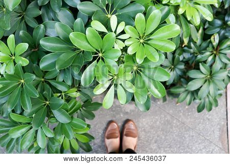 Schefflera Actinophylla Or Umbrella Tree In The Garden