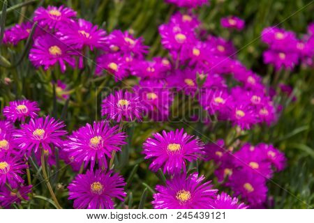 Beautiful Field Of Bright Pink Lampranthus Flowers, Native Of South Africa.