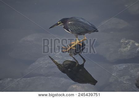 Least Bittern (ixobrychus Exilis) Or Green Heron (butorides Virescens) Ped On Rocks Ready To Strike,