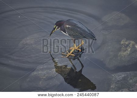 Least Bittern (ixobrychus Exilis) Or Green Heron (butorides Virescens) Ped On Rocks Ready To Strike,
