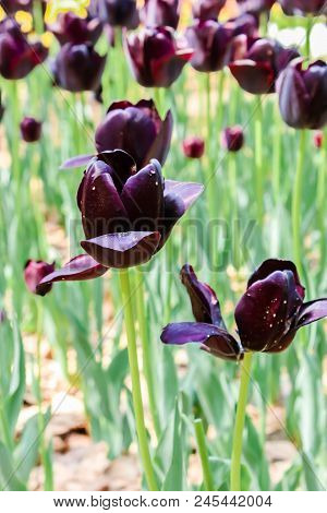 Big Single Dark Violet Andwhite Tulips In Hitachi Seaside Park