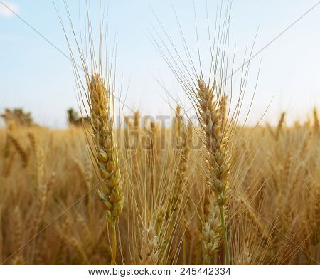 Ears Of Wheat Against The Blue Sky
